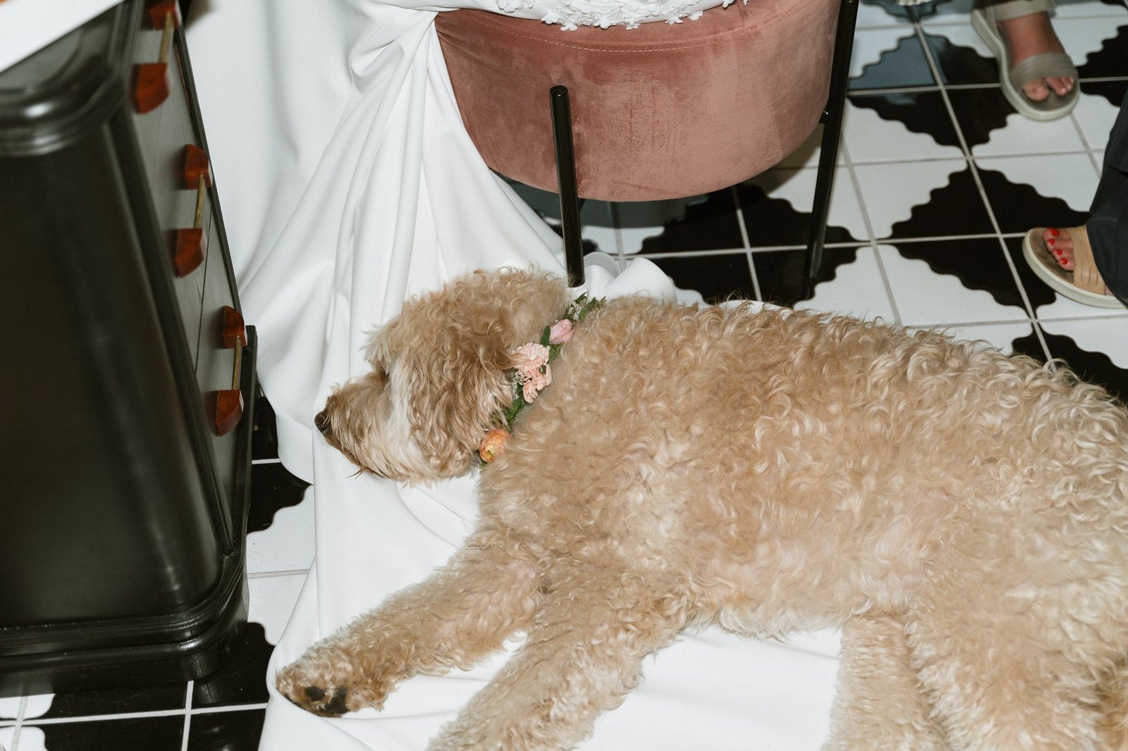 Dog resting on the bride's dress train with a floral collar during getting ready