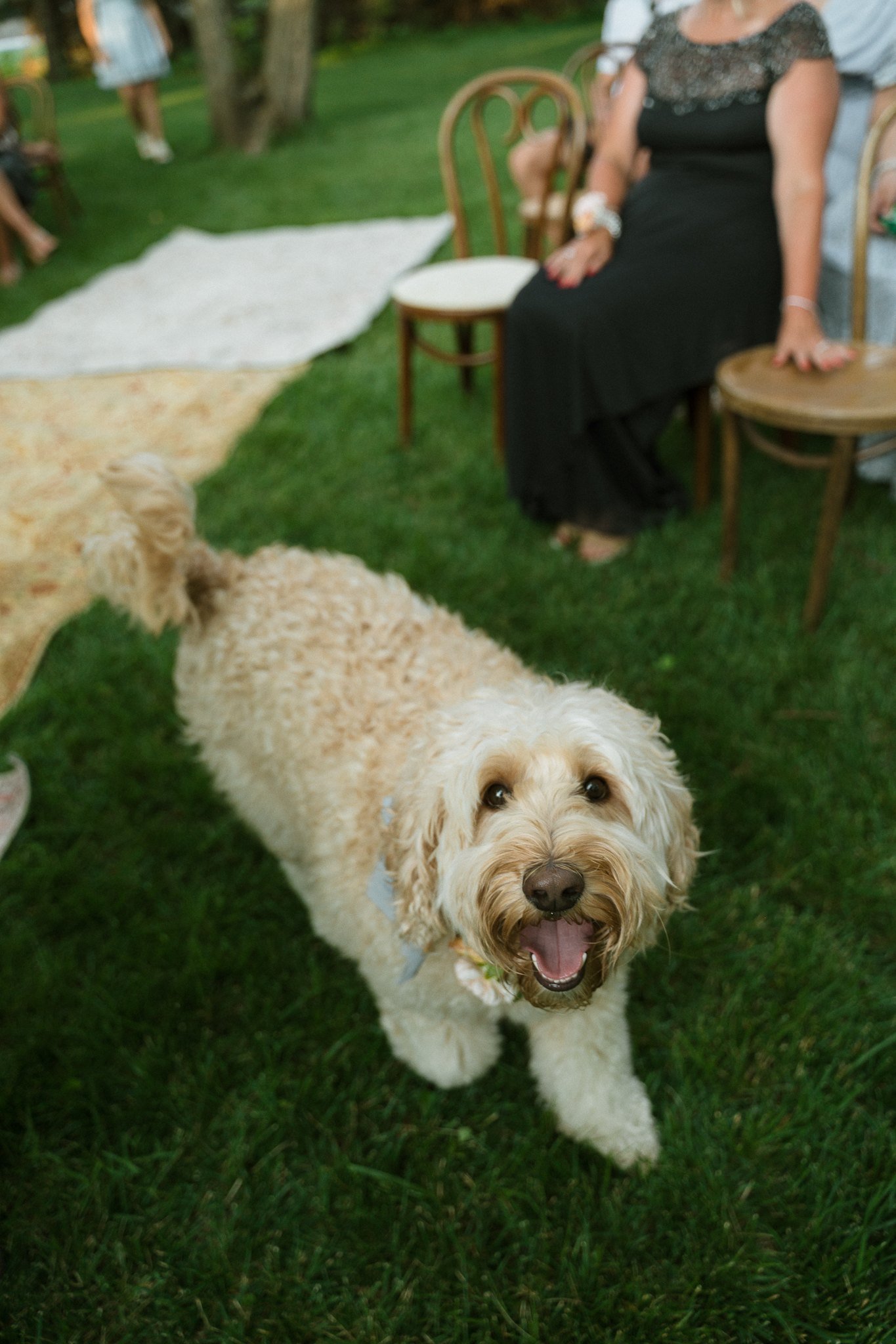 Happy goldendoodle looking up at the camera on the ceremony lawn
